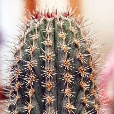 10+ Pachycereus pringlei Seeds - Exotic Cactus Edible Fruit + Free Seeds with all Orders
