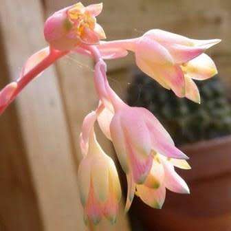 Pachyphytum compactum - 10 Seed Pack - Exotic Cold Hardy Succulent - Combined Shipping, NEW