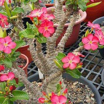5 Pachypodium baronii Seeds - Madagascan Succulent Caudiciform - Combined Global Shipping