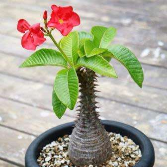 5 Pachypodium baronii Seeds - Madagascan Succulent Caudiciform - Combined Global Shipping