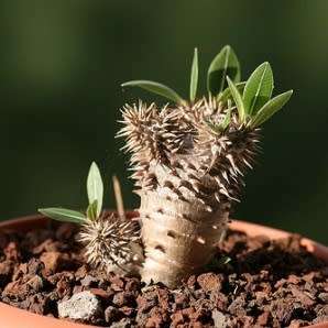 5 Pachypodium densiflorum Seeds - Rare Caudiciform Succulent - Bonsai - Combined Global Shipping