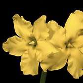 5 Pachypodium densiflorum Seeds - Rare Caudiciform Succulent - Bonsai - Combined Global Shipping