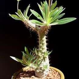 5 Pachypodium densiflorum Seeds - Rare Caudiciform Succulent - Bonsai - Combined Global Shipping