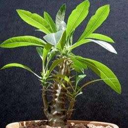 5 Pachypodium densiflorum Seeds - Rare Caudiciform Succulent - Bonsai - Combined Global Shipping