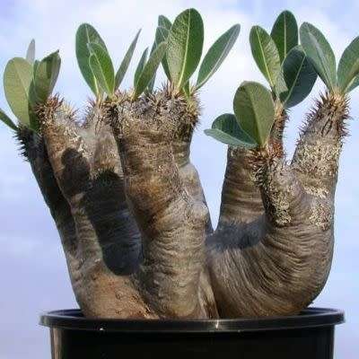5 Pachypodium densiflorum Seeds - Rare Caudiciform Succulent - Bonsai - Combined Global Shipping