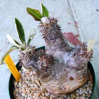 5 Pachypodium densiflorum Seeds - Rare Caudiciform Succulent - Bonsai - Combined Global Shipping