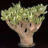 5 Pachypodium densiflorum Seeds - Rare Caudiciform Succulent - Bonsai - Combined Global Shipping