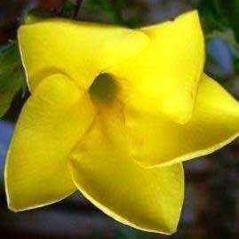 Pachypodium cactipes Seeds - Rare Caudiciform Succulents - Natural Bonsai - Worldwide Shipping