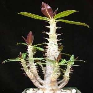 Pachypodium cactipes Seeds - Rare Caudiciform Succulents - Natural Bonsai - Worldwide Shipping
