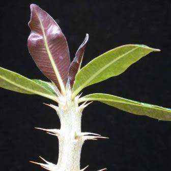 Pachypodium cactipes Seeds - Rare Caudiciform Succulents - Natural Bonsai - Worldwide Shipping