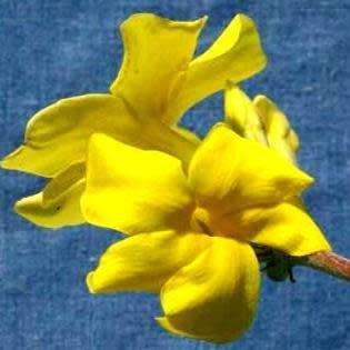 Pachypodium cactipes Seeds - Rare Caudiciform Succulents - Natural Bonsai - Worldwide Shipping