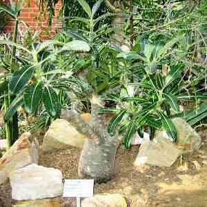 Pachypodium cactipes Seeds - Rare Caudiciform Succulents - Natural Bonsai - Worldwide Shipping