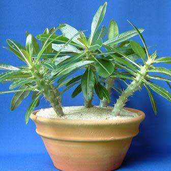 Pachypodium cactipes Seeds - Rare Caudiciform Succulents - Natural Bonsai - Worldwide Shipping