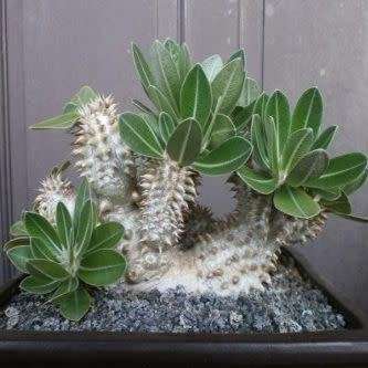 Pachypodium densiflorum var. brevicalyx Seeds - Rare Caudiciform Succulent - Bonsai