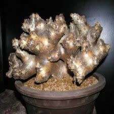 Pachypodium densiflorum var. brevicalyx Seeds - Rare Caudiciform Succulent - Bonsai