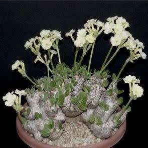Pachypodium densiflorum var. brevicalyx Seeds - Rare Caudiciform Succulent - Bonsai