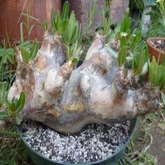 Pachypodium densiflorum var. brevicalyx Seeds - Rare Caudiciform Succulent - Bonsai