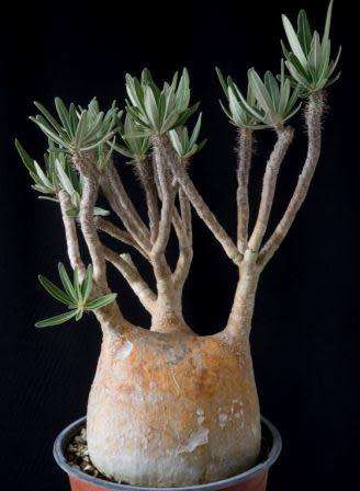 Pachypodium gracilius Seeds - Madagascan Succulent Tree - Combined Global Shipping