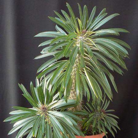 Pachypodium lamerei Seeds - Madagascan Succulent Tree - Combined Global Shipping