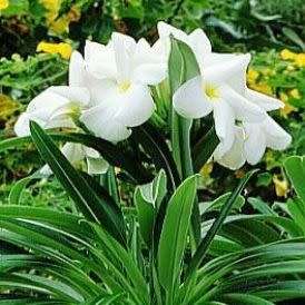 Pachypodium lamerei Seeds - Madagascan Succulent Tree - Combined Global Shipping