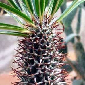 Pachypodium lamerei Seeds - Madagascan Succulent Tree - Combined Global Shipping