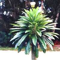 Pachypodium lamerei Seeds - Madagascan Succulent Tree - Combined Global Shipping