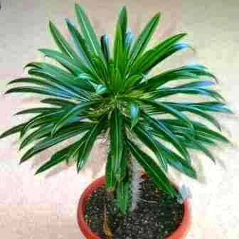 Pachypodium lamerei Seeds - Madagascan Succulent Tree - Combined Global Shipping