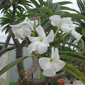 Pachypodium rutenbergianum Seeds - Madagascan Succulent Tree - Combined Global Shipping