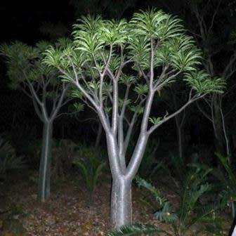 Pachypodium rutenbergianum Seeds - Madagascan Succulent Tree - Combined Global Shipping