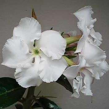 Pachypodium saundersii Seeds- Kudu Lily - Indigenous Succulent -Insured Global Shipping