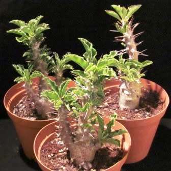 Pachypodium saundersii Seeds- Kudu Lily - Indigenous Succulent -Insured Global Shipping