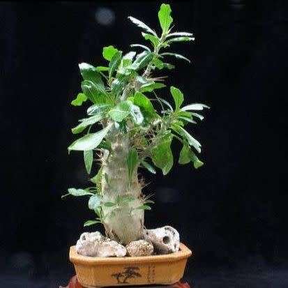 Pachypodium saundersii Seeds- Kudu Lily - Indigenous Succulent -Insured Global Shipping