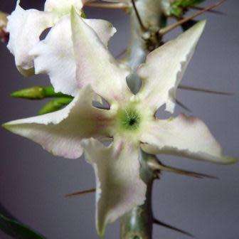 Pachypodium saundersii Seeds- Kudu Lily - Indigenous Succulent -Insured Global Shipping