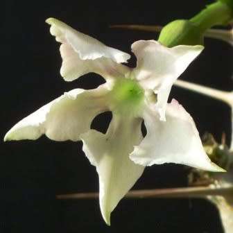Pachypodium saundersii Seeds- Kudu Lily - Indigenous Succulent -Insured Global Shipping