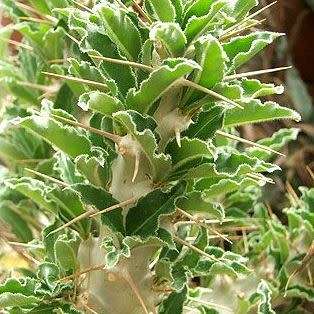 Pachypodium saundersii Seeds- Kudu Lily - Indigenous Succulent -Insured Global Shipping