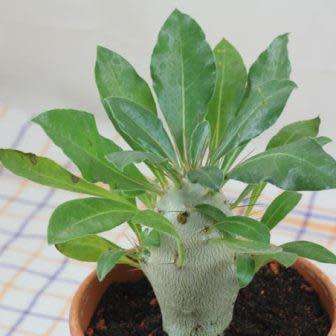 Pachypodium saundersii Seeds- Kudu Lily - Indigenous Succulent -Insured Global Shipping