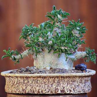 Pachypodium saundersii Seeds- Kudu Lily - Indigenous Succulent -Insured Global Shipping
