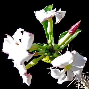 Pachypodium saundersii Seeds- Kudu Lily - Indigenous Succulent -Insured Global Shipping