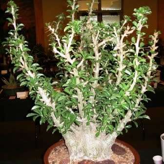 Pachypodium saundersii Seeds- Kudu Lily - Indigenous Succulent -Insured Global Shipping