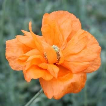 Bristle Poppy Seeds - Papaver aculeatum - South African Indigenous Annual - Global Shipping