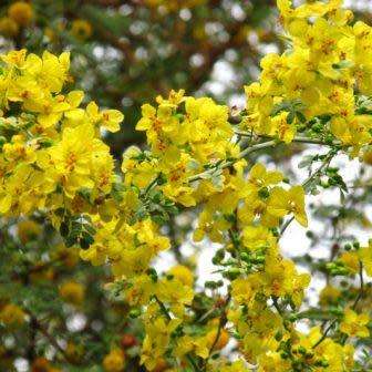 Parkinsonia africana - Wild Green Hair Tree - 5 Seed Pack - Evergreen Indigenous Tree - NEW
