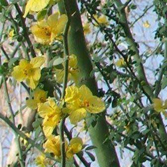 Parkinsonia africana - Wild Green Hair Tree - 5 Seed Pack - Evergreen Indigenous Tree - NEW