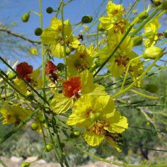 Parkinsonia africana - Wild Green Hair Tree - 5 Seed Pack - Evergreen Indigenous Tree - NEW