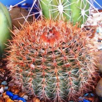 Parodia erubescens - 5 Seed Pack - Verified Seller - Exotic Succulent Cactus - Combined Shipping