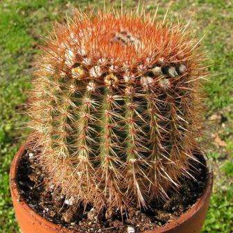 Parodia erubescens - 5 Seed Pack - Verified Seller - Exotic Succulent Cactus - Combined Shipping