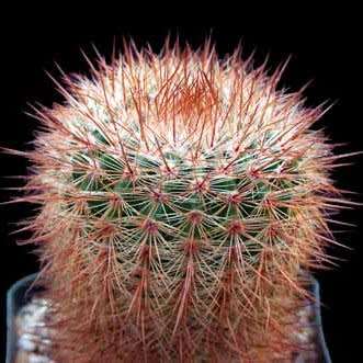 Parodia erubescens - 5 Seed Pack - Verified Seller - Exotic Succulent Cactus - Combined Shipping