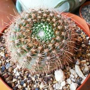 Parodia erubescens - 5 Seed Pack - Verified Seller - Exotic Succulent Cactus - Combined Shipping