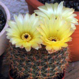 Parodia erubescens - 5 Seed Pack - Verified Seller - Exotic Succulent Cactus - Combined Shipping