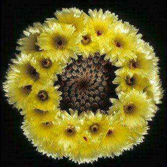 Parodia erubescens - 5 Seed Pack - Verified Seller - Exotic Succulent Cactus - Combined Shipping