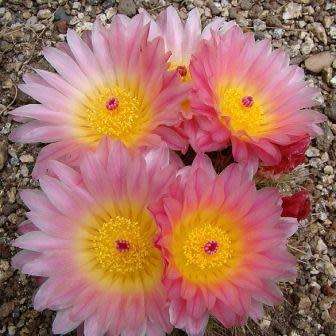 Parodia roseolutea - 10+ Seed Pack - Verified Seller - Exotic Succulent Cactus - Combined Shipping